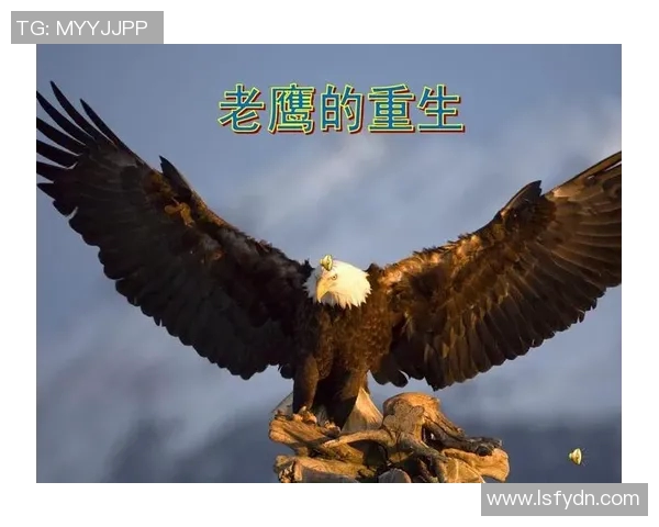 翱翔天际的王者：解读老鹰的生存智慧与自然之美
